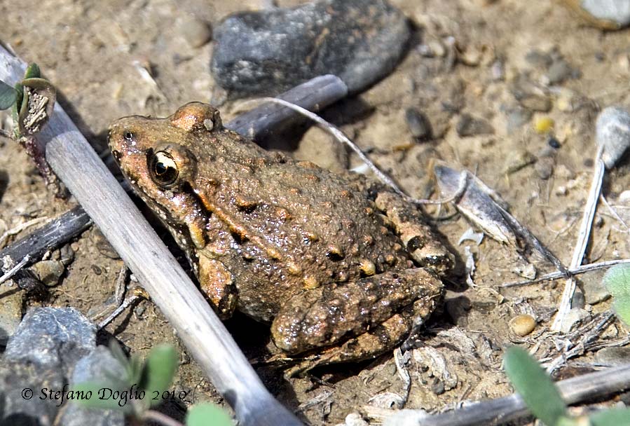 discoglosso marocchino - Discoglossus scovazzi